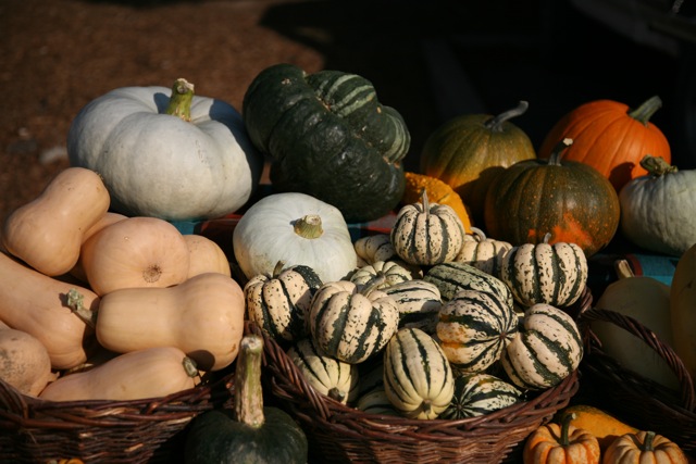 Winter Squash Heap